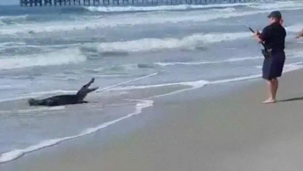 Alligator at Pawleys Island,