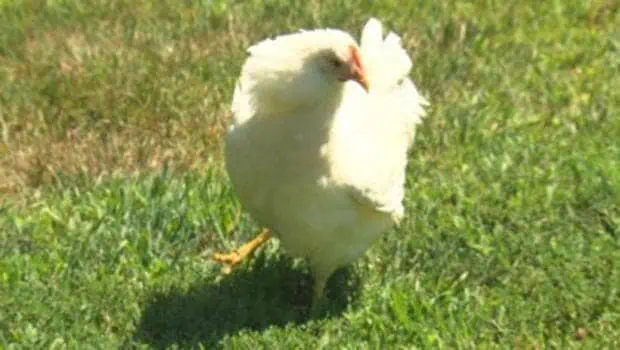 Chicken Hypnotism - All You Need is a Line! 1 Chicken Feet