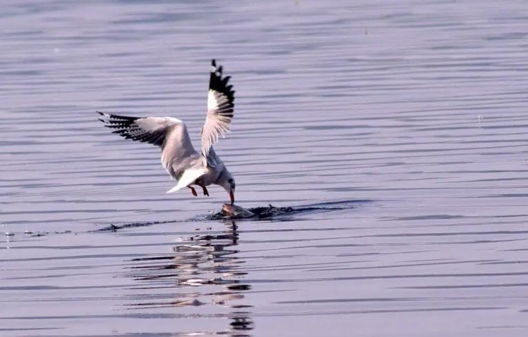 'Yeh Dilli Hai Mere Yaar'- 10 Things To Do in Delhi 7 Okhla Bird Sanctuary