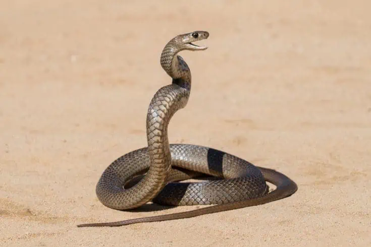 Top 15 Strange Superstition in India 2 A brown snake in action