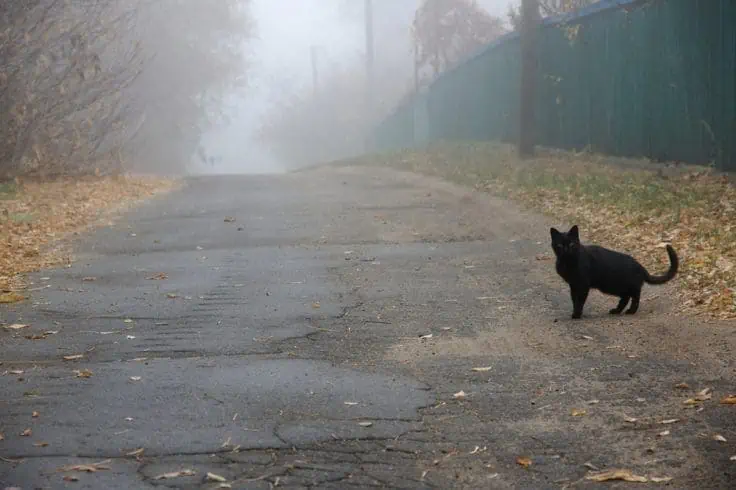 A black cat crossing the road