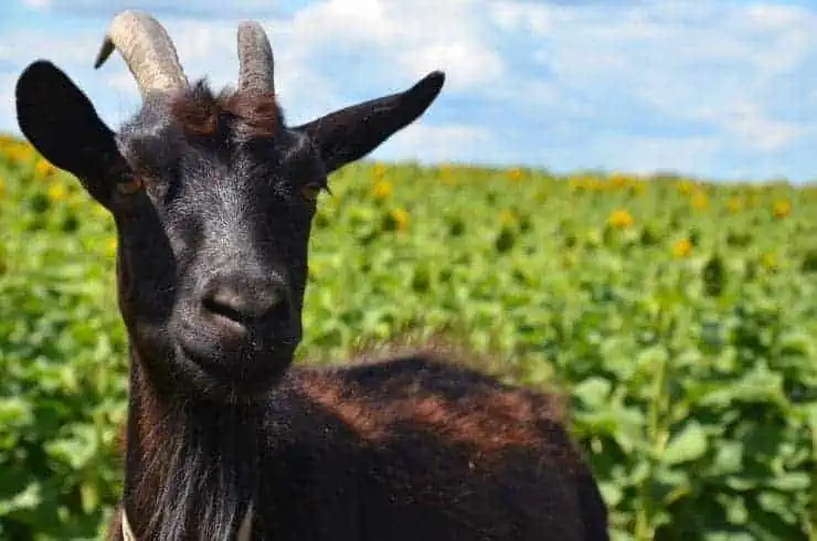 A portrait of black goat in a grassy field