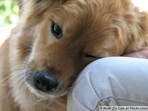 How A DOG Can Change Your Life! 4
