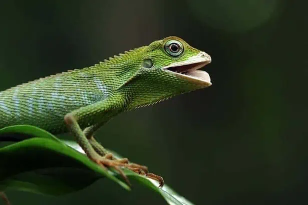 A green lizard
