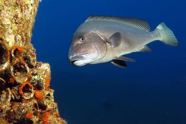 Sweetlip fish