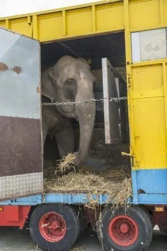 Of Bright Circus Lights and Dark Tales 3 Elephant caged inside a small truck