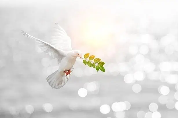 A white dove carrying a leaf