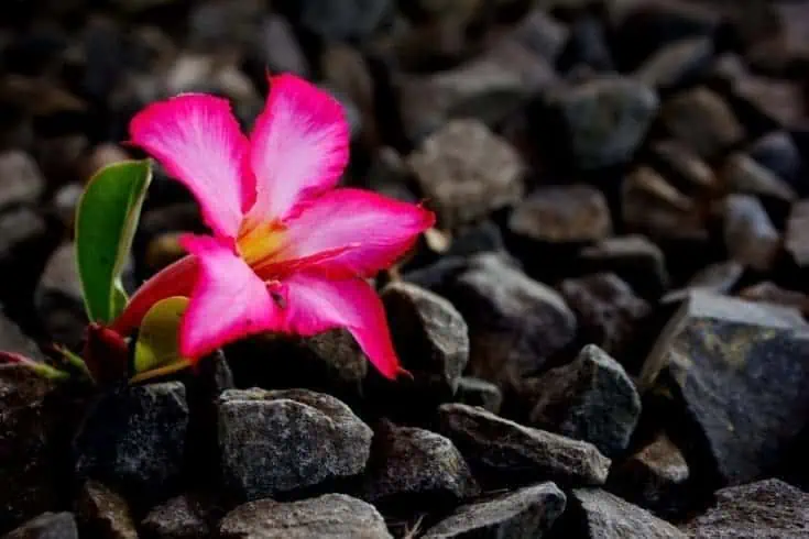 Literature - Here's What Relatives Will Never Understand 3 A pink flower in stones