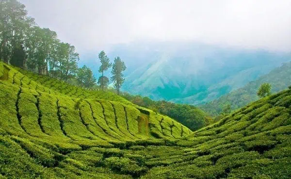 Munnar : A Gorgeous Holiday Gift for Every Nature lover 2