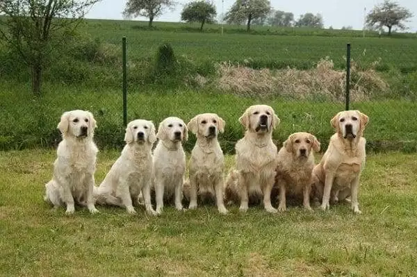 8 Reasons Why You Should Have a Pet Dog at Home 1 8 Reasons Why You Should Have a Pet Dog at Home 1