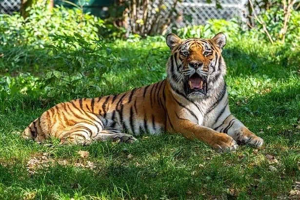 Tigers lying on the grass