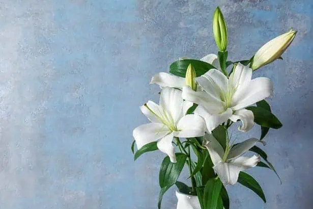 Easter Lily