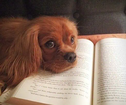 6 Ways In Which Your Dog Can Be Hurt From Fleas 2