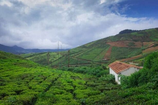 Tea Plantation