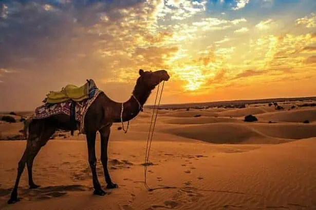 Thar desert