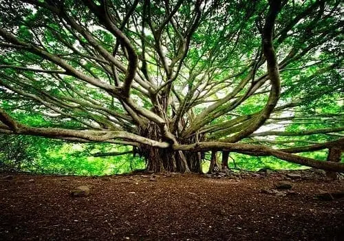 The Banyan Tree 4