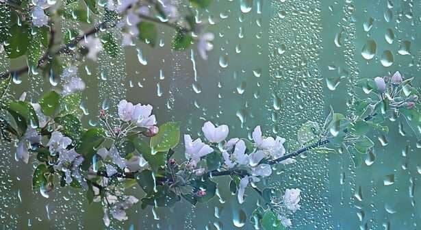 Rain falling over spring flowers