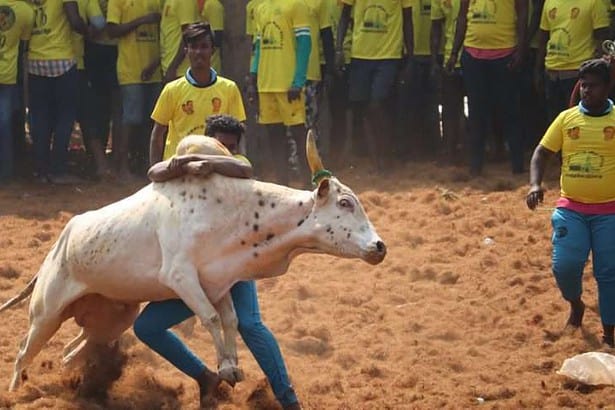 The Indian flavour of Bull fighting 3