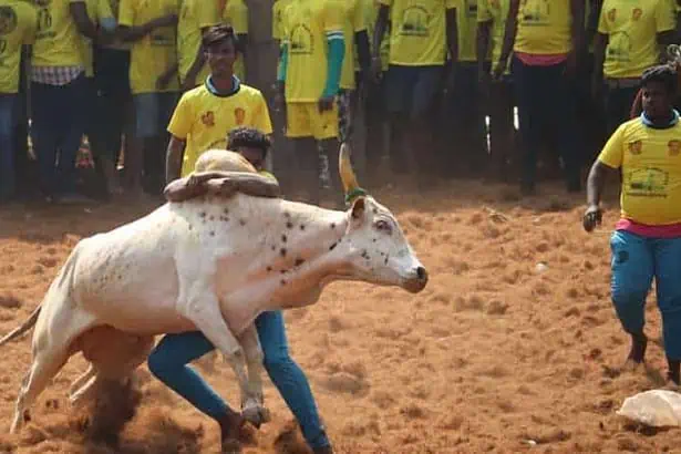 The Indian flavour of Bull fighting 2