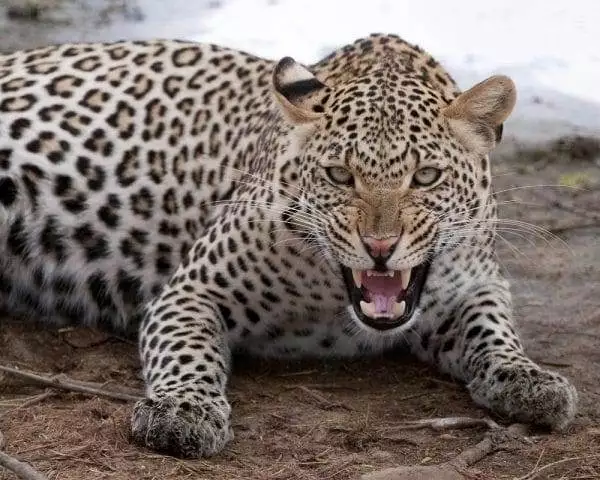 Leopard Raises Ruckus in Bengaluru School, We Are All to Blame! 2