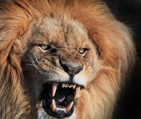 Born as an Animal: Hear Me Speak! 4