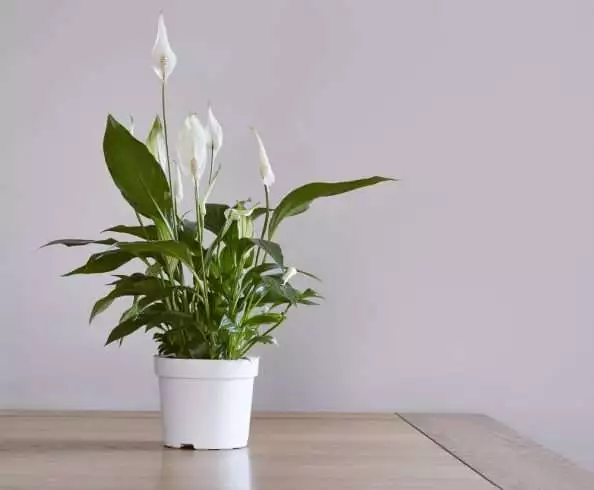 7 Household Plants to Detox and Beautify Your House 3 Peace lily