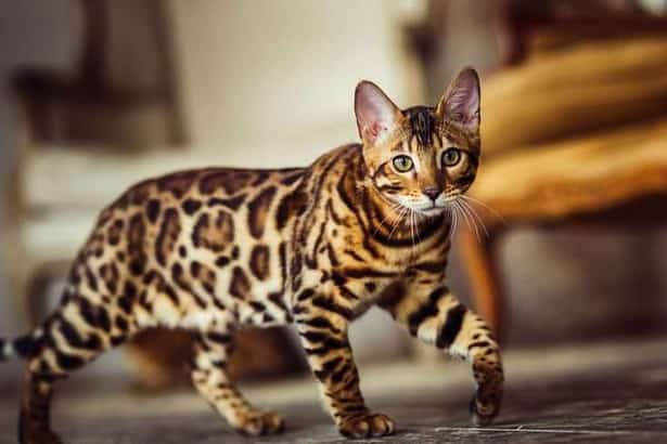 The bengal cat