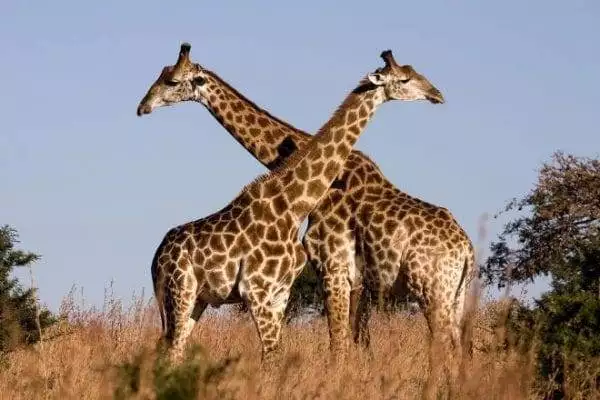 How Do Giraffes Have Sex? 6
