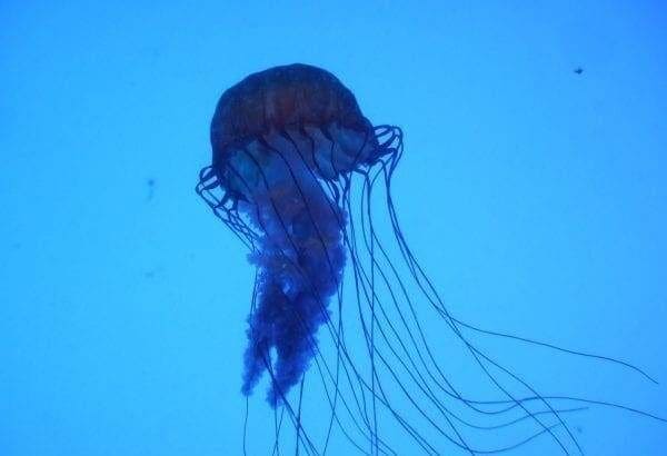 5 Most Dangerous Creatures Of The Ocean 2