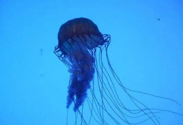 5 Most Dangerous Creatures Of The Ocean 6