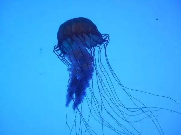 5 Most Dangerous Creatures Of The Ocean 6