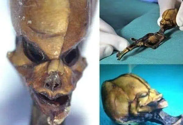 6 inch Long Skeleton - Human or...? 6