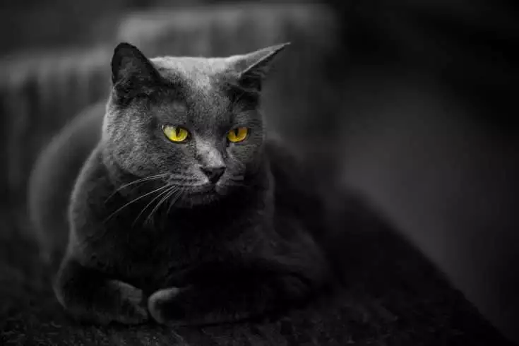 Black cat