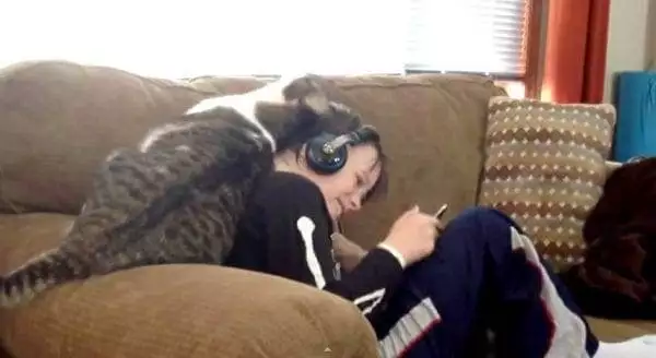 Reasons To Love Cats 6