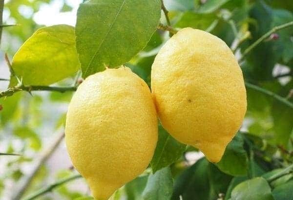 Usefulness of Lemon 2