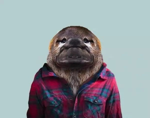 Adorable Formidable: 15 Cute, But Fierce Wild Animals 1
