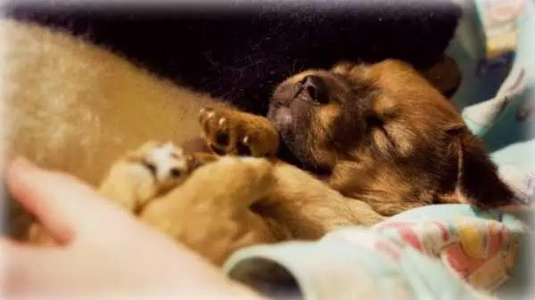 HarperCollins India Introduces 'Pawternity Leave' 1 HarperCollins India Introduces 'Pawternity Leave' 1