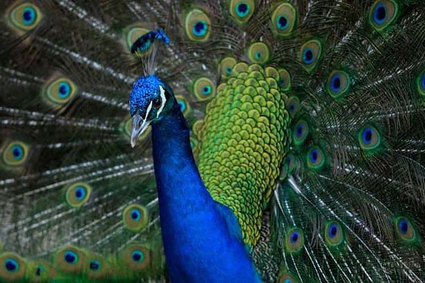 Peacock