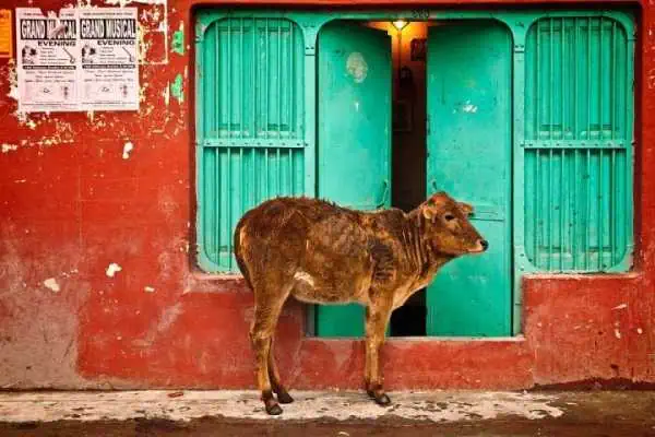 Making the Most of the Indian Interior Design Trend 3