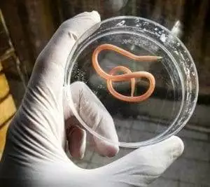 Getting Rid of Body Parasites – Pet Collars and More 2