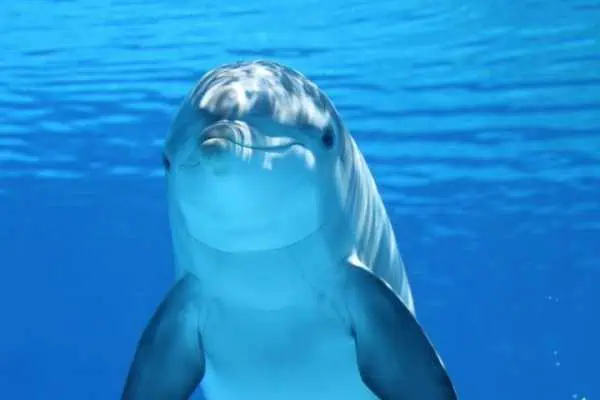 Dolphins and Humans: The Real stories 4