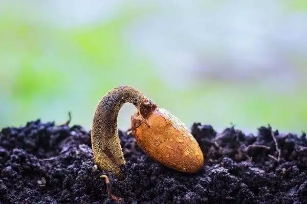5 Best Seedboxes to Choose From in 2019 2