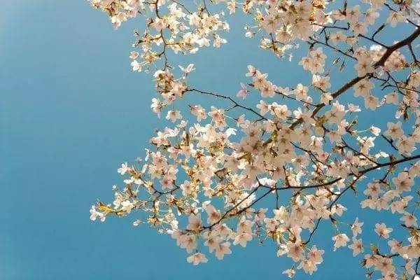 festival in the US in April