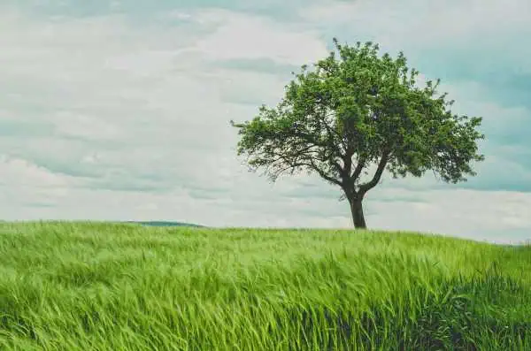 To Prune or NOT To Prune? A Beginner’s Guide 1 To Prune or NOT To Prune? A Beginner’s Guide 1
