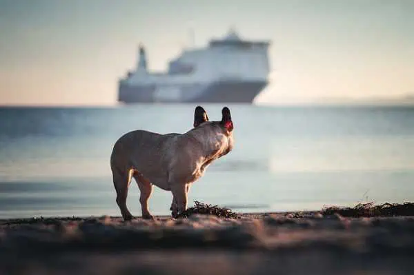 How To Make Arrangements For Pet Shipping By Air? 2
