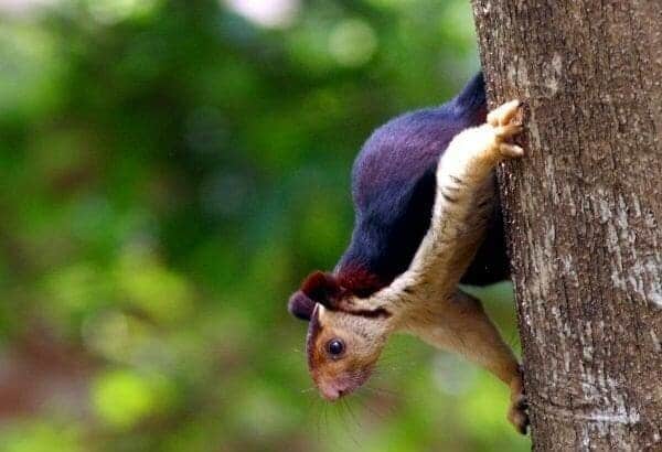 Sacred Marvels: Delving into the Enchanting Realm of Indian Giant Squirrels 2