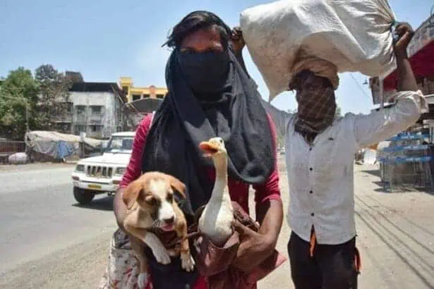 Migrant Workers Carry Their Pets For Hundreds of Kilometers 10