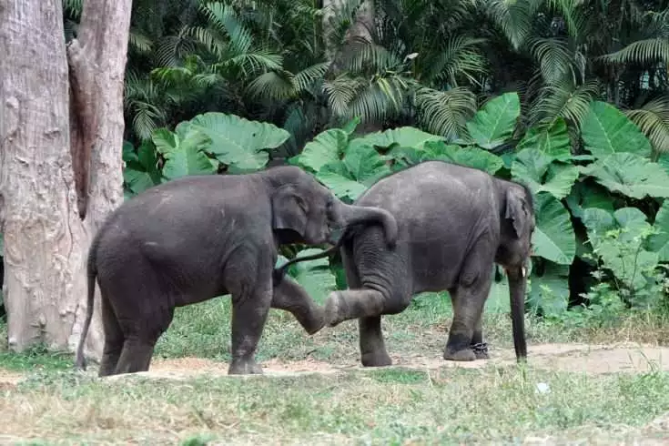 Baby elephants