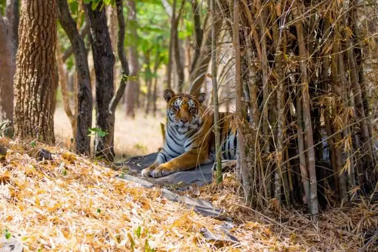 Tigress