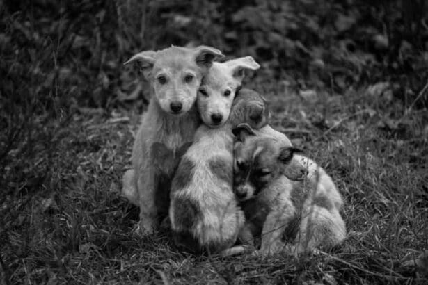 Stray dogs